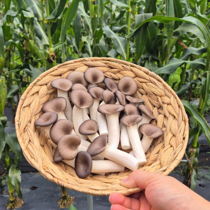 여우골 버섯농장,여우골버섯농장 느타리버섯 (1kg)